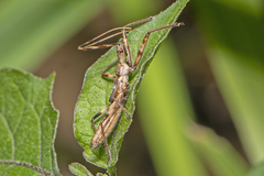 Harpactorini