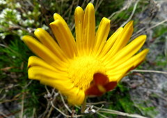 Ursinia paleacea