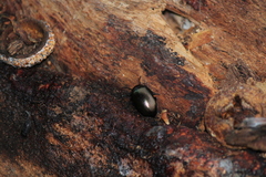 Chalcopteroides