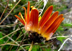 Ursinia paleacea