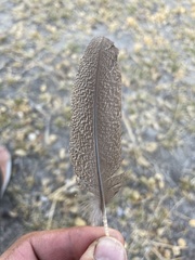 Pternistis adspersus
