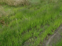 Eragrostis albensis