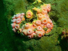 Tubastraea coccinea