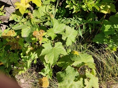 Rubus parviflorus