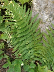Dryopteris filix-mas