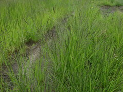 Eragrostis albensis