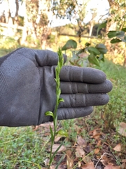 Pterostylis melagramma