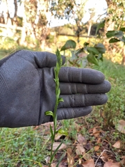 Pterostylis melagramma
