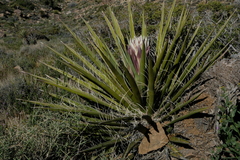 Yucca schidigera