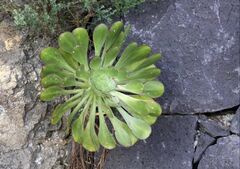 Aeonium