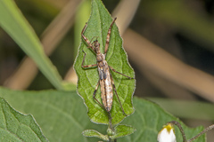 Harpactorini