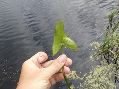 Sagittaria sagittifolia