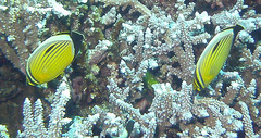 Chaetodon austriacus