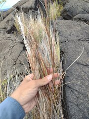Schizachyrium condensatum