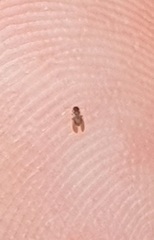 Phlebotominae