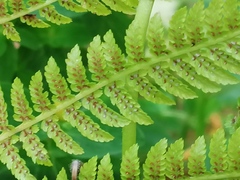 Athyrium filix-femina