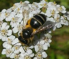 Andrena