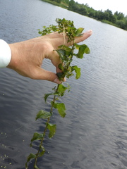 Potamogeton perfoliatus