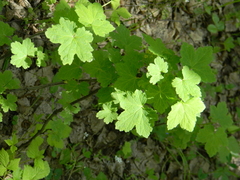 Ribes rubrum
