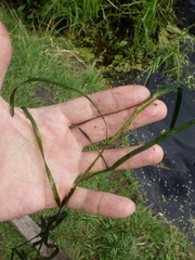 Potamogeton compressus