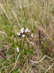 Valeriana capitata
