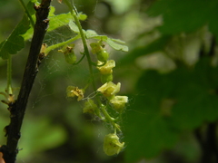 Ribes rubrum