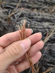 Schizachyrium condensatum