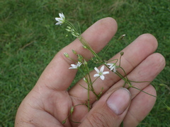 Stellaria palustris