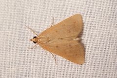 Achyra nudalis