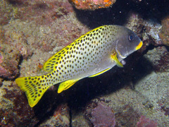 Plectorhinchus gaterinus