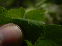 Ribes rubrum