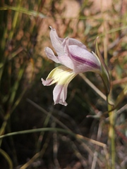 Gladiolus carinatus