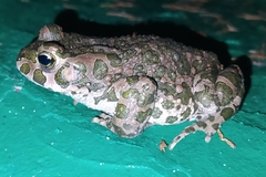 Bufotes viridis viridis