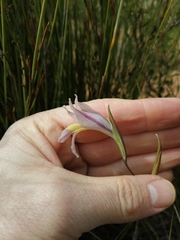 Gladiolus carinatus