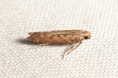 Gelechiidae