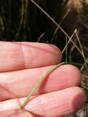 Gladiolus carinatus