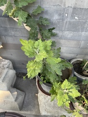 Chrysanthemum morifolium