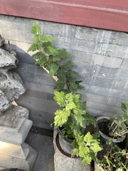 Chrysanthemum morifolium
