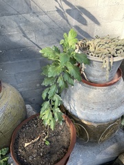 Chrysanthemum morifolium