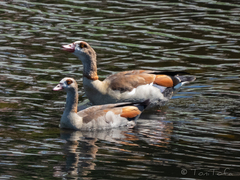 Alopochen aegyptiaca