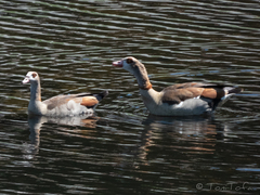 Alopochen aegyptiaca