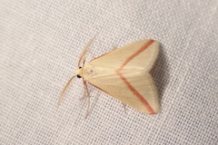 Rhodometra sacraria