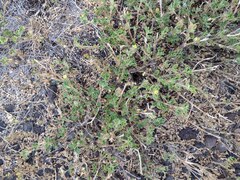 Stylosanthes viscosa