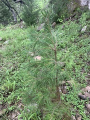 Pinus leiophylla