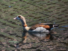 Alopochen aegyptiaca