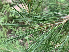Pinus leiophylla