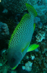 Plectorhinchus gaterinus