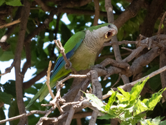 Myiopsitta monachus