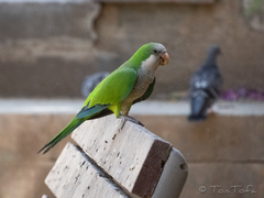 Myiopsitta monachus