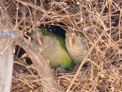 Myiopsitta monachus